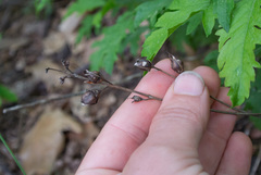 Aureolaria pedicularia