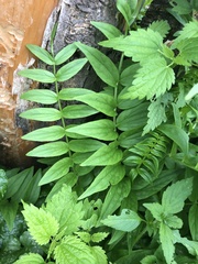 Tracheophyta