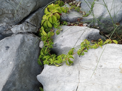 pavinič päťlistý (Parthenocissus quinquefolia)