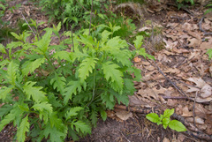 Aureolaria pedicularia
