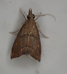 Microcausta flavipunctalis
