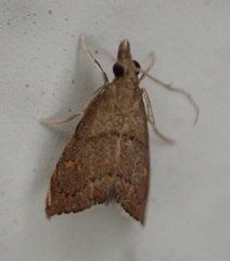 Microcausta flavipunctalis