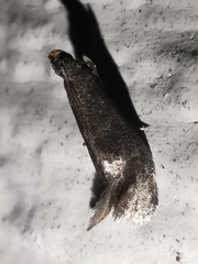 Eccopisa effractella