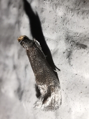 Eccopisa effractella