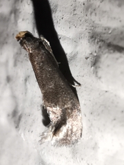 Eccopisa effractella