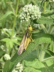 Stethophyma lineatum