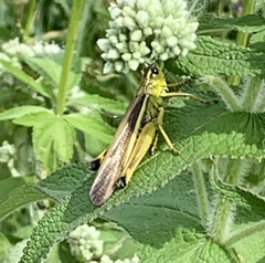 Stethophyma lineatum