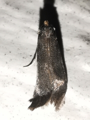 Eccopisa effractella