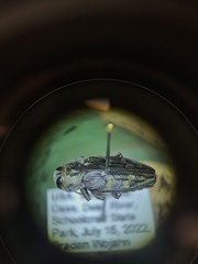 Chrysobothris rugosiceps