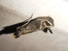 Eccopisa effractella