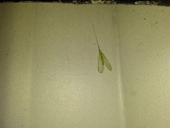 Ceraeochrysa lineaticornis