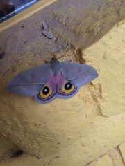 Automeris cecrops pamina