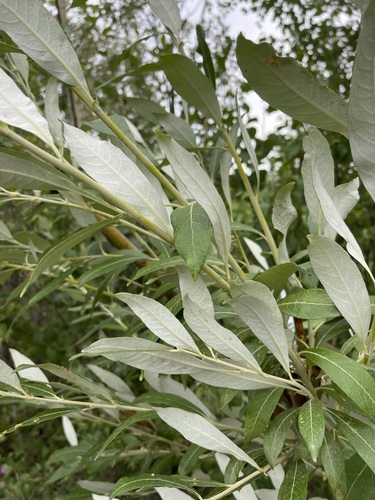 Salix alaxensis (Andersson) Coville