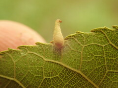 Caryomyia inclinata