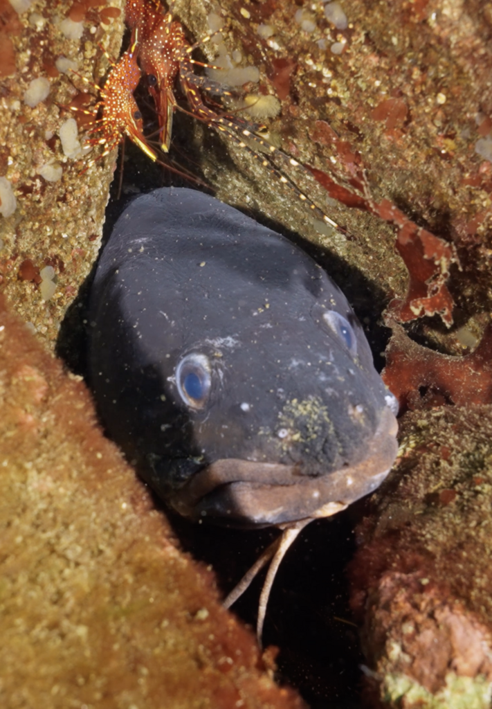 Red Cusk-Eel