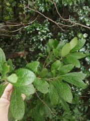 Diospyros lycioides