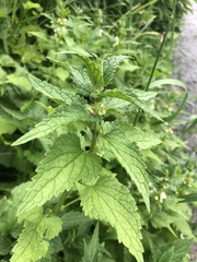 Lamium album