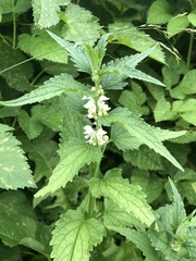 Lamium album
