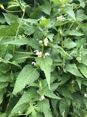 Lamium album