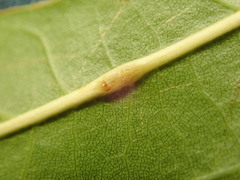 Polystepha americana