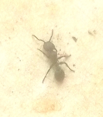 Procryptocerus