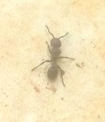 Procryptocerus