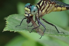 Stylogomphus sigmastylus