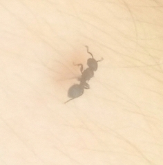 Procryptocerus