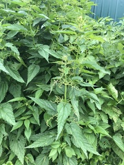Urtica dioica