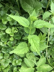 Urtica dioica