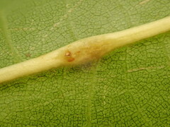 Polystepha americana