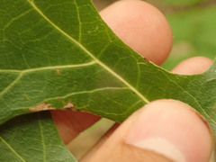 Polystepha americana