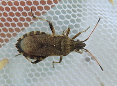 Ceraleptus