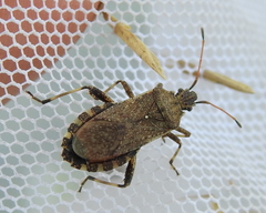 Ceraleptus