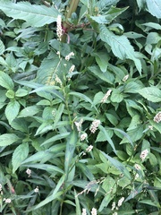 Persicaria lapathifolia