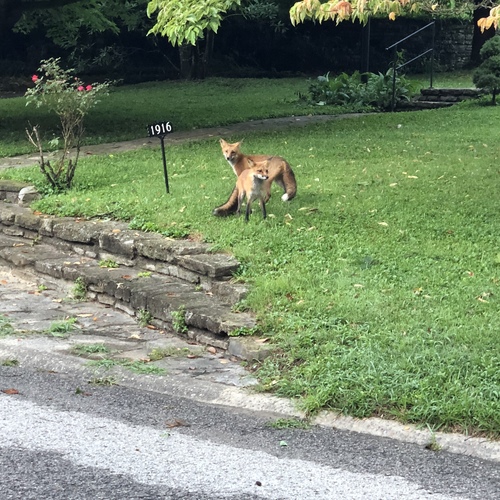 Red Fox photographed in Kentucky