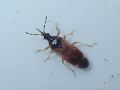 Anthocoris confusus