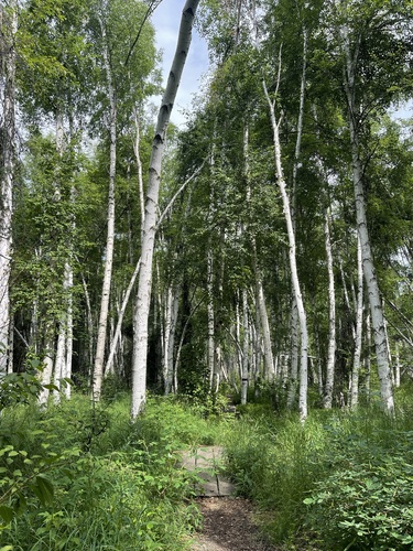 Image of Betula neoalaskana by (c) Brandon Corder, some rights reserved (CC BY)