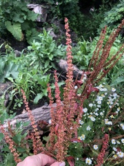 Rumex