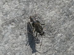 Macrosaldula variabilis