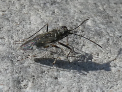 Macrosaldula variabilis