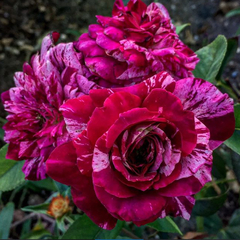 Rosa