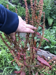 Rumex