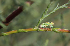 Coniatus tamarisci