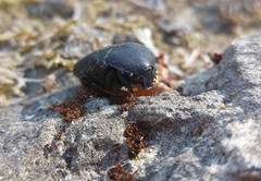 Protaetia opaca