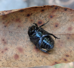 Protaetia opaca