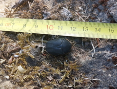 Protaetia opaca