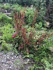 Rumex