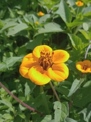 Sclerocarpus uniserialis