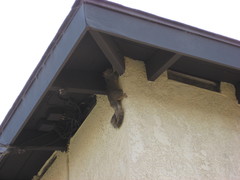 Sciurus niger
